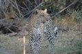 Leopard walking